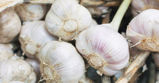 Garlic (Lassone)