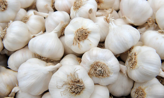 Garlic (Lassone)